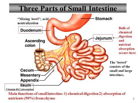 Small Intestine Diagram Labeled