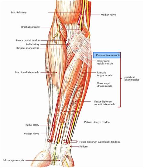 Pronator teres syndrome causes, symptoms, diagnosis, treatment & prognosis