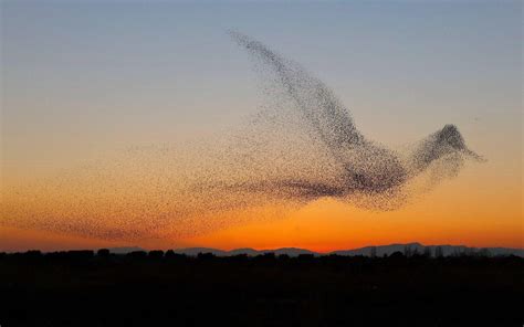 Birds in a bird formation : r/animalsdoingstuff