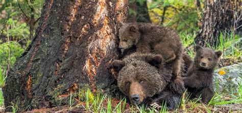 Jasper Wildlife Tours