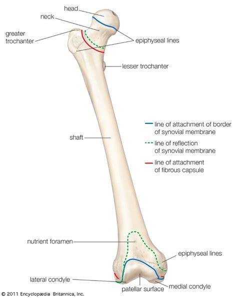 Human Femur Bone Anatomy - Femur Bone Humerus Labeled Landmarks ...