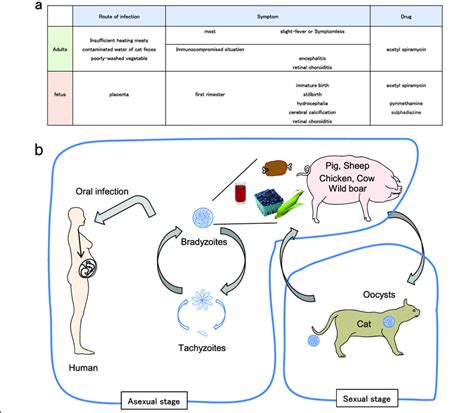 Toxoplasmosis and the life cycle of T. gondii. a Symptoms following T ...