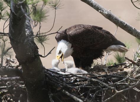 Cape Breton Helped Revive Struggling U.S. Bald Eagle Population ...