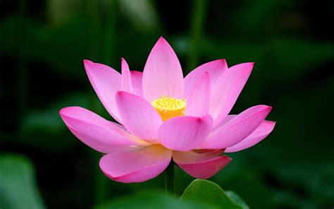 Lotus Flower Images Full Hd Wallpaper | Best Flower Site