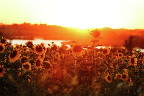 Sunflower Sunset Photograph by Lens Art Photographpy By Larry Trager