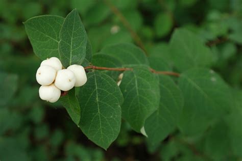 Symphoricarpos albus