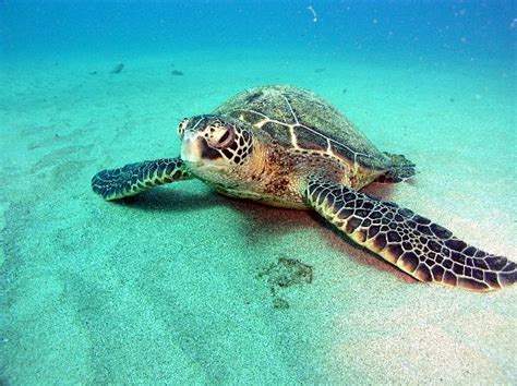 Sea Turtles Habitat and Distribution