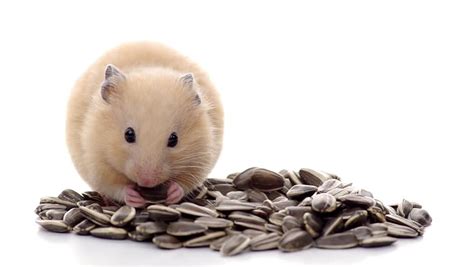 Golden Hamster Eating Sunflower Seed, Isolated On White Background ...