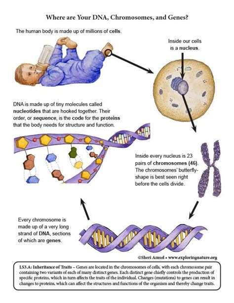 Where are Your DNA, Chromosomes, and Genes? Diagram | Chromosome ...