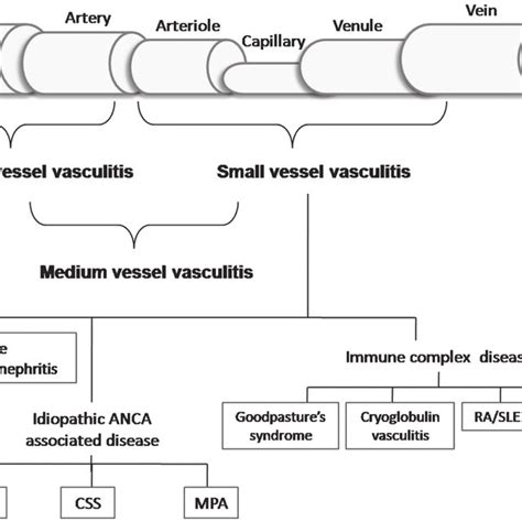 (PDF) Diagnosis and management of pulmonary vasculitis