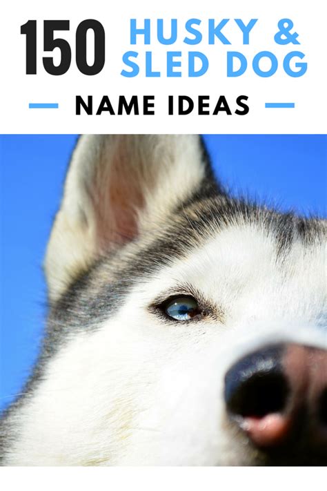 150+ Cool Husky Names and Sled Dog Name Ideas | PetHelpful