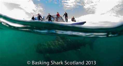 Basking Shark Conservation Experience | PADI AWARE