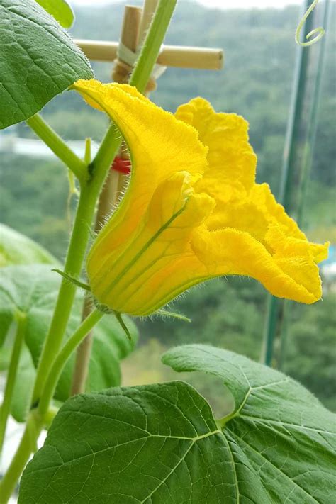 5 Reasons Your Pumpkin Vine Isn’t Blooming | Gardener’s Path