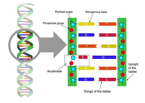 Dna Diagram With Labels