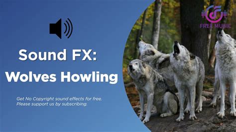 Wolves Howling Sound Effect (No Copyright Sound Effect) | Wolf howl ...