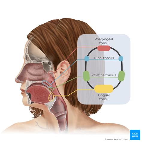 Anatomy And Histology Of The Types Of Tonsils Kenhub, 56% OFF