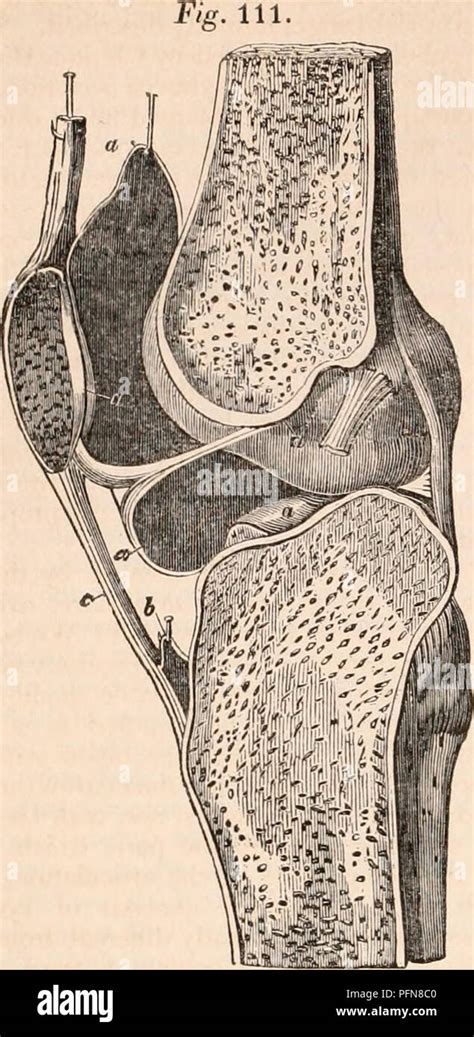 Synovial membrane hi-res stock photography and images - Alamy