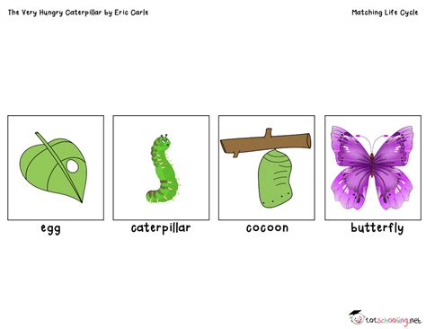 The Life Cycle Of A Caterpillar