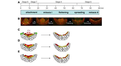 Overview of mesoderm layer formation. (A) Approximate timeline of ...