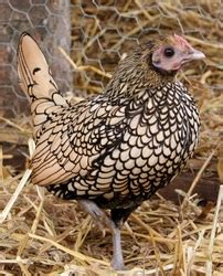 Bantams & Light Breeds - Rosie's Rare Breed Poultry