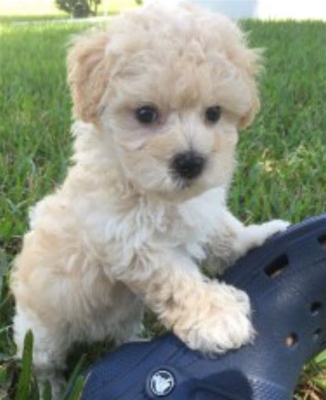 Maltipoo Puppies For Sale | Dallas, TX #249102 | Petzlover