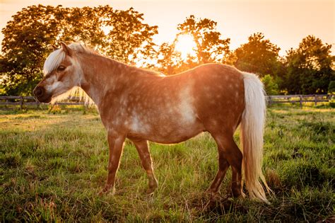 All About Shetland Ponies (facts, lifespan, care, etc.) - Horse Rookie