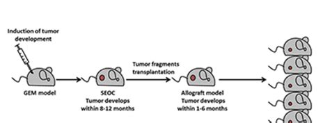 New Mouse Model Aids Development of Ovarian Cancer Therapies ...