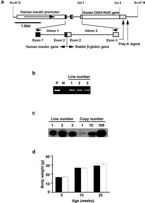 Transgene construct and expression. a. The transgene construct used in ...