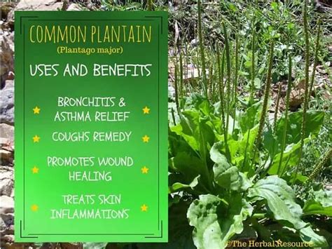 Plantain Health Benefits and Uses as a Medicinal Herb