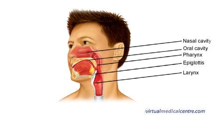 Anatomy and Physiology of the Nasal Cavity (Inner Nose) and Mucosa | myVMC