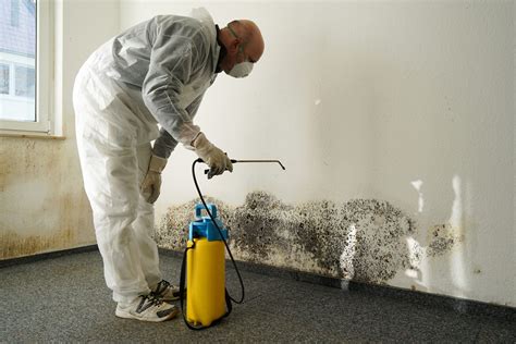 Hire a Professional for Black Toxic Mold Removal in Los Angeles - Tip ...