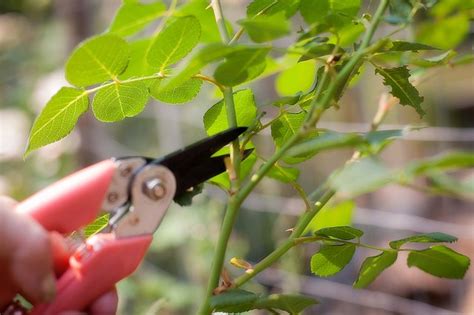 How to Propagate Roses Using Potatoes | Hunker