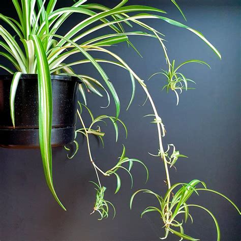 Spider Plant | Spider plants, Plants, Indoor plants