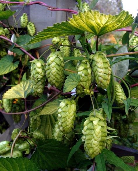 Hops have multiple uses in kitchen and landscape | Hops plant, How to ...