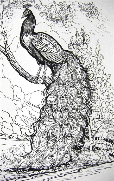 Peacock Sketch For Kids at PaintingValley.com | Explore collection of ...