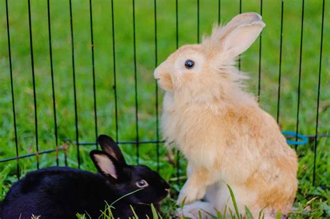 The Dwarf Lionhead Rabbit - Every Bunny Welcome