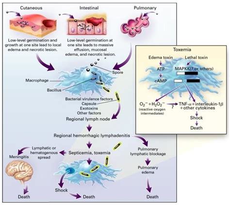 Bacillus Anthracis Capsule