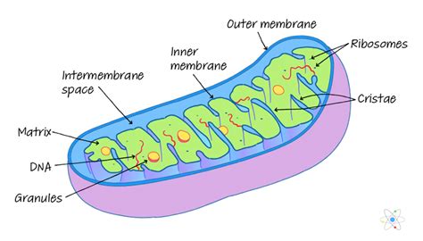 Mitochondria Diagram With Labels