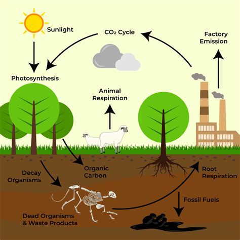 Carbon Cycle - Definition, Process, Diagram Of Carbon Cycle