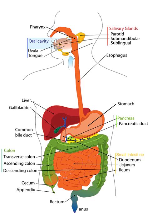 Teeth and the Digestive System | Dr. Mark Greenstein & Associates