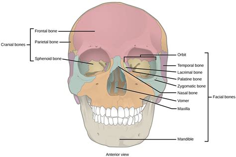 19.1 Types of Skeletal Systems – Concepts of Biology: 1st Canadian ...