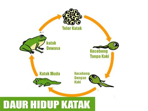 Proses Daur Hidup Katak Proses Metamorfosis Katak Life Cycle Of A Frog ...