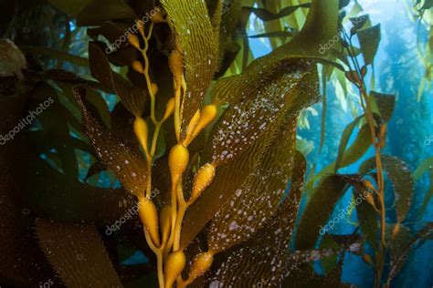 Los bosques de algas gigantes, Macrocystis pyrifera, crecen comúnmente ...