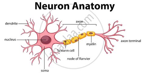 Nervous Tissue Diagram