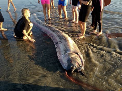 Real Giant Sea Creatures