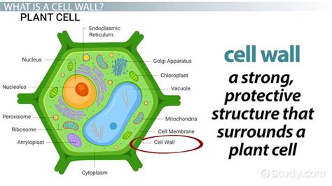 Cell Membrane Plant Cell Diagram