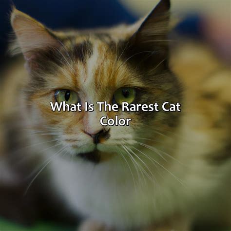 What Is The Rarest Cat Color - colorscombo.com