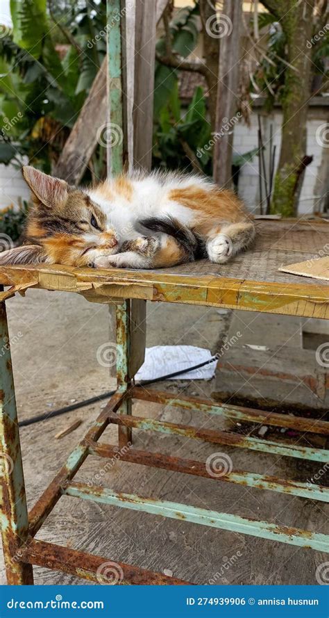 The WILD CAT SLEEPING UNDER the TABLE WAS BROKEN from EXHAUSTION Stock ...