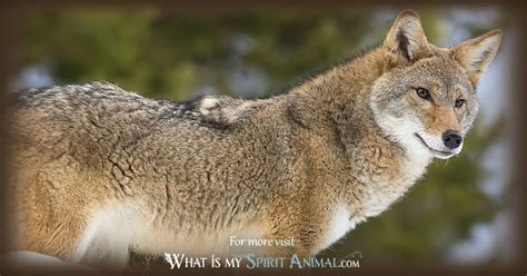 Coyote Symbolism & Meaning | Spirit, Totem & Power Animal