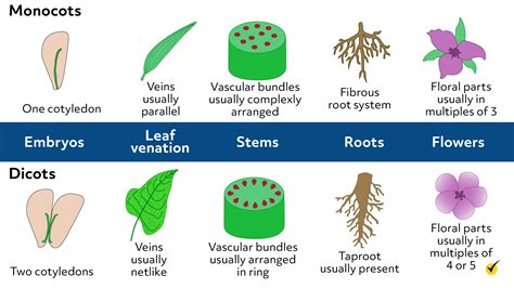 Kingdom Plantae Characteristics (Video)